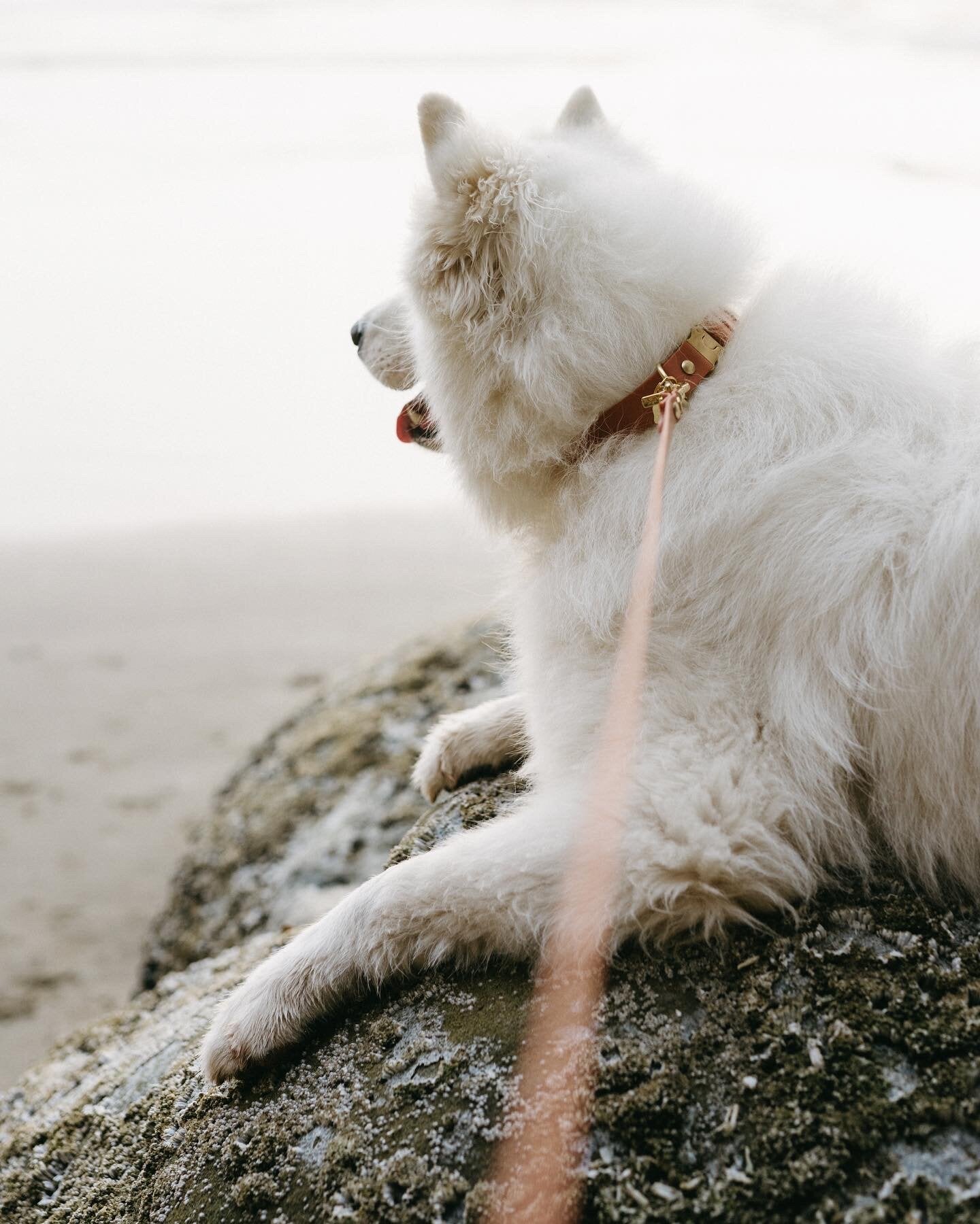 Waterproof Dog Collar