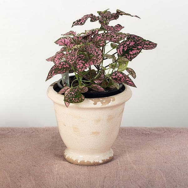 Glazed Ceramic Flower Pot