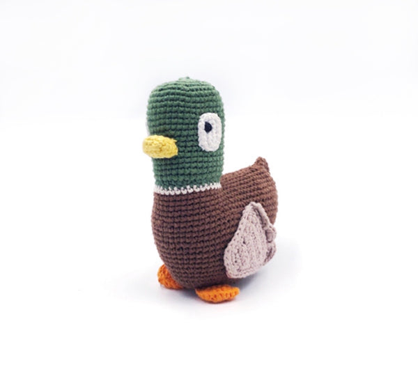 Mallard Duck